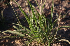 Plantago ovata