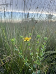 Hypericum myrtifolium