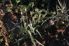 Plantago ovata