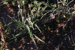 Plantago ovata