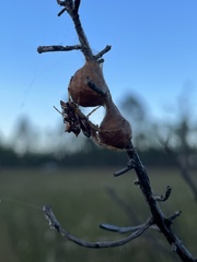 Acanthepeira stellata