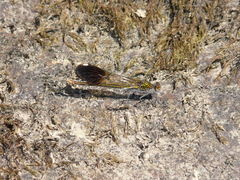 Calopteryx aequabilis
