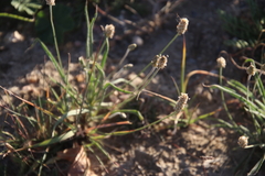 Plantago ovata
