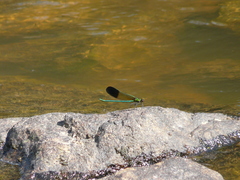 Calopteryx aequabilis
