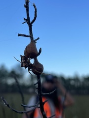 Acanthepeira stellata
