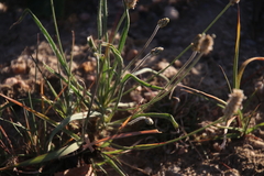Plantago ovata
