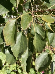 Actinidia arguta