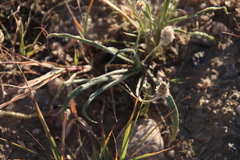 Plantago ovata