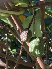 Actinidia arguta