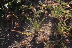Plantago ovata