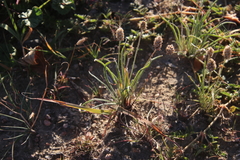 Plantago ovata