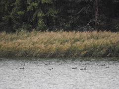 Phalacrocorax carbo