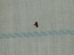 Siphonaptera
