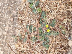 Tribulus terrestris