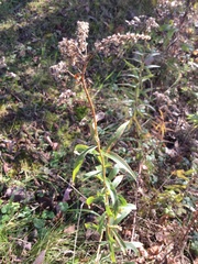 Solidago nemoralis