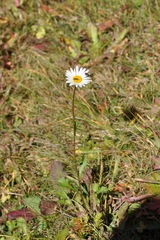 Leucanthemum
