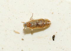 Duilius bipunctata