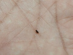 Siphonaptera