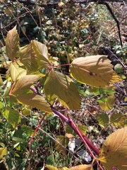 Rubus occidentalis