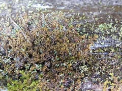 Ptilidium pulcherrimum