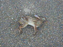 Sylvilagus brasiliensis