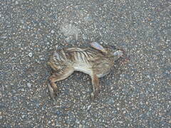 Sylvilagus brasiliensis