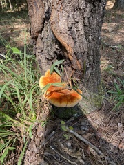 Inonotus