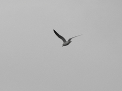 Larus canus