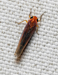 Cicadellidae