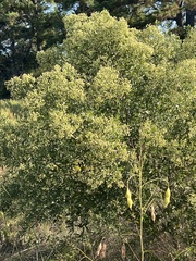 Baccharis halimifolia