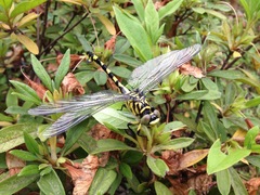 Sinictinogomphus clavatus