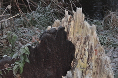 Diatrype disciformis