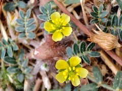 Tribulus terrestris