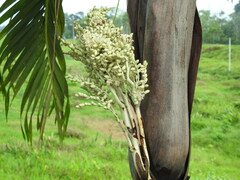 Arecaceae