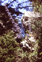 Petromarula pinnata