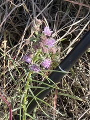 Liatris bracteata