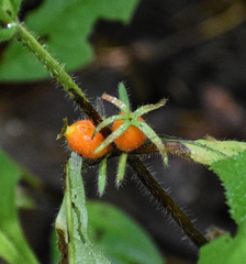 Triosteum aurantiacum