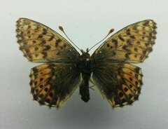 Boloria alaskensis