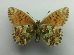 Boloria alaskensis