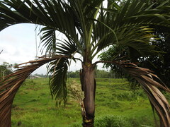 Arecaceae