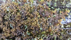 Ptilidium pulcherrimum