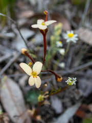 Stylidium pubigerum