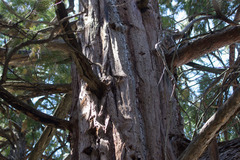 Calocedrus decurrens