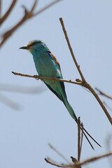 Coracias abyssinicus