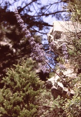 Petromarula pinnata