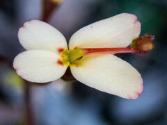 Stylidium pubigerum