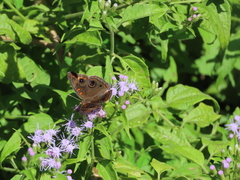 Junonia stemosa