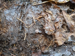 Diplopoda