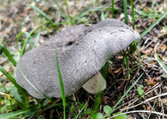 Russula cyanoxantha