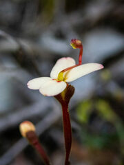 Stylidium pubigerum